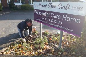 Crocus corm planting